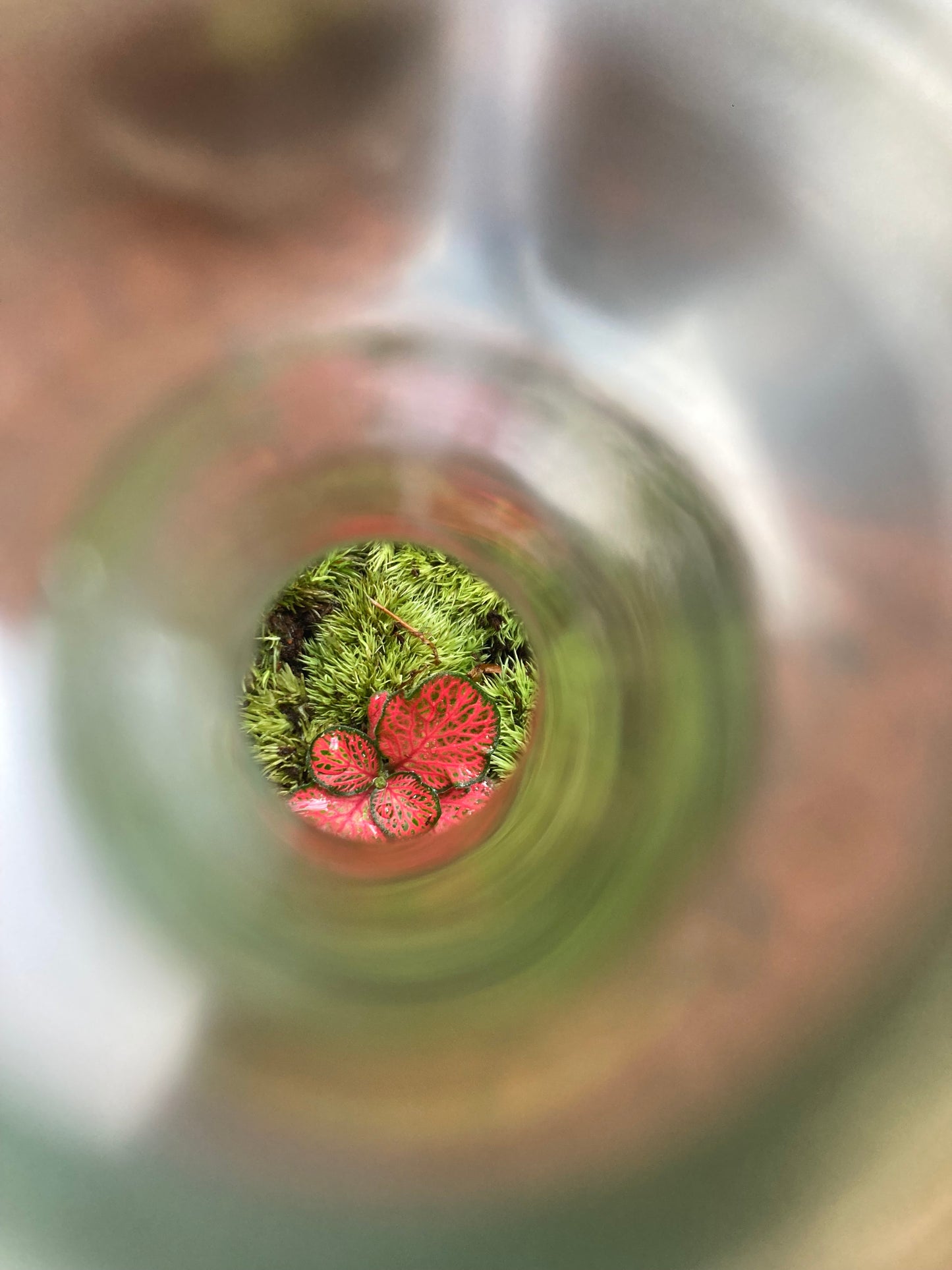 Terrarium Tall Bottle - G