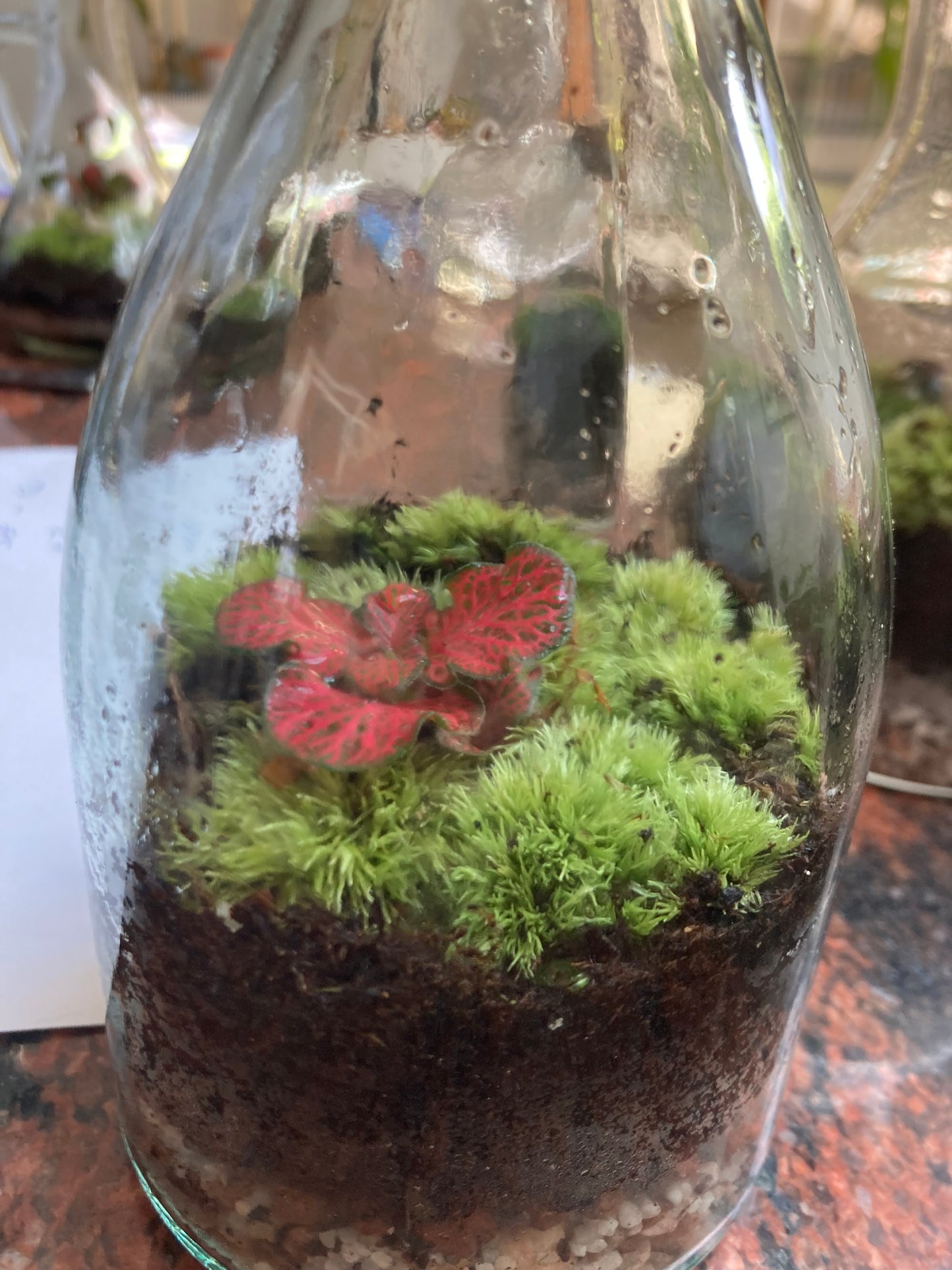 Terrarium Tall Bottle - G