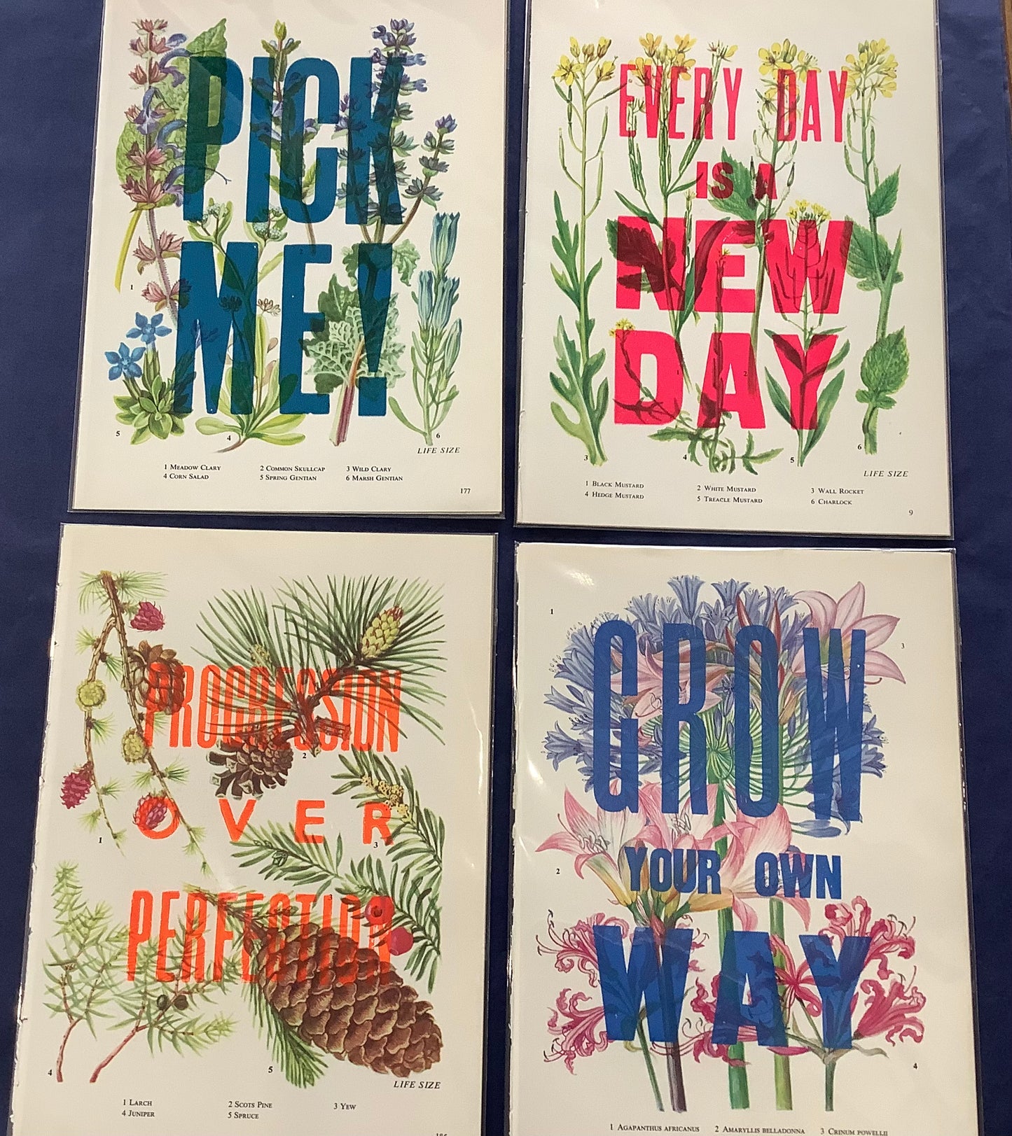 Nice and Graphic Botanical prints