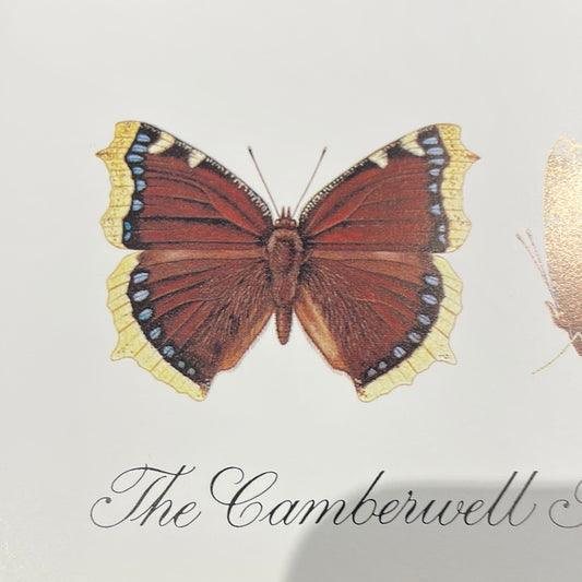 CARD Camberwell Beauty card