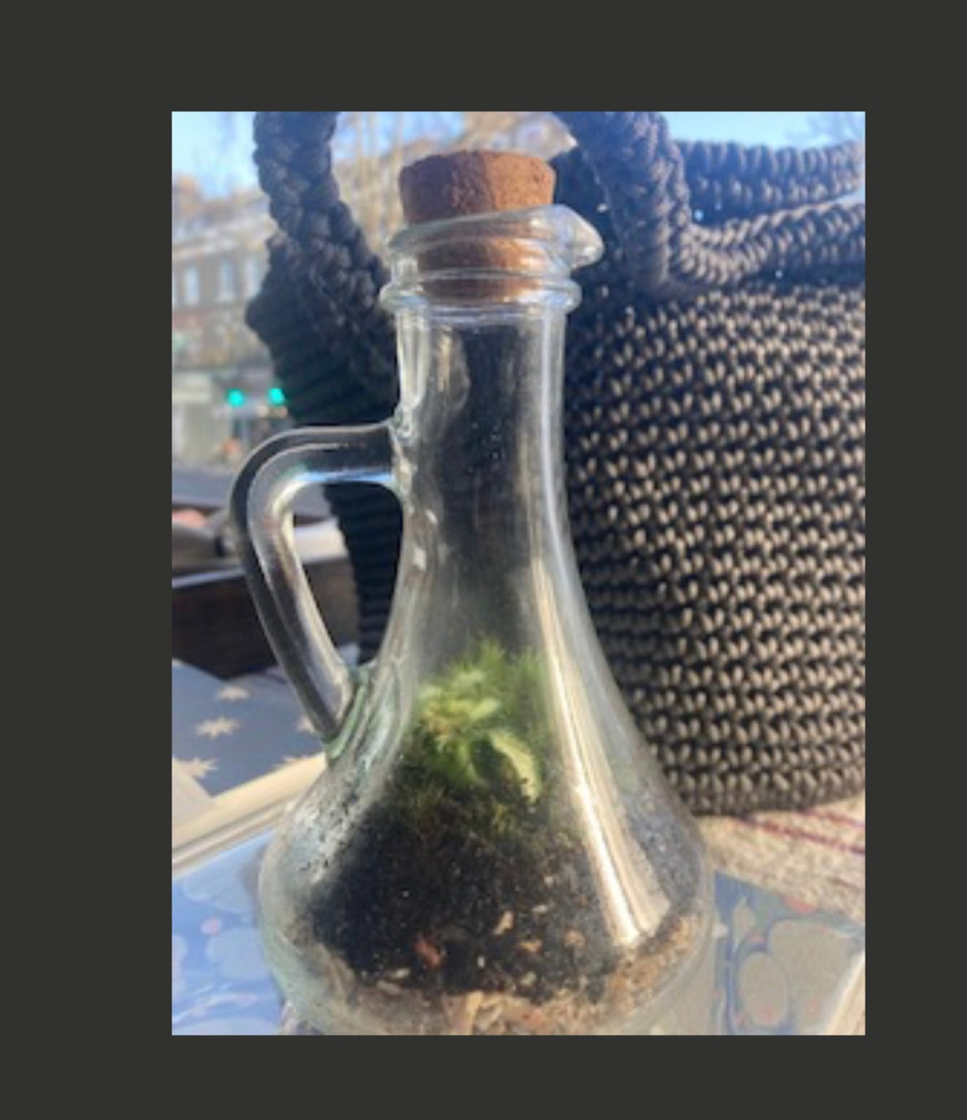 Terrarium - Medium Potion Bottle 2