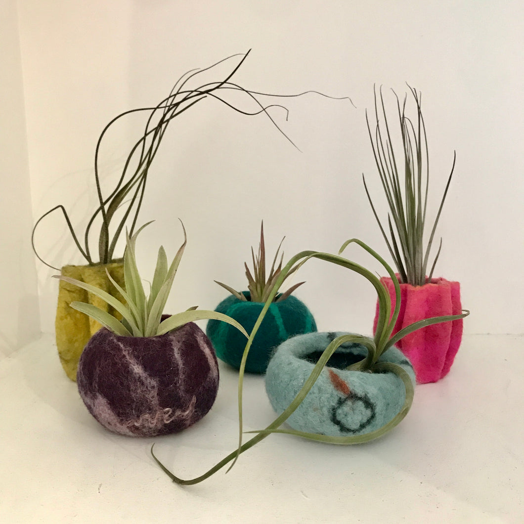 Felt pod with Succulent