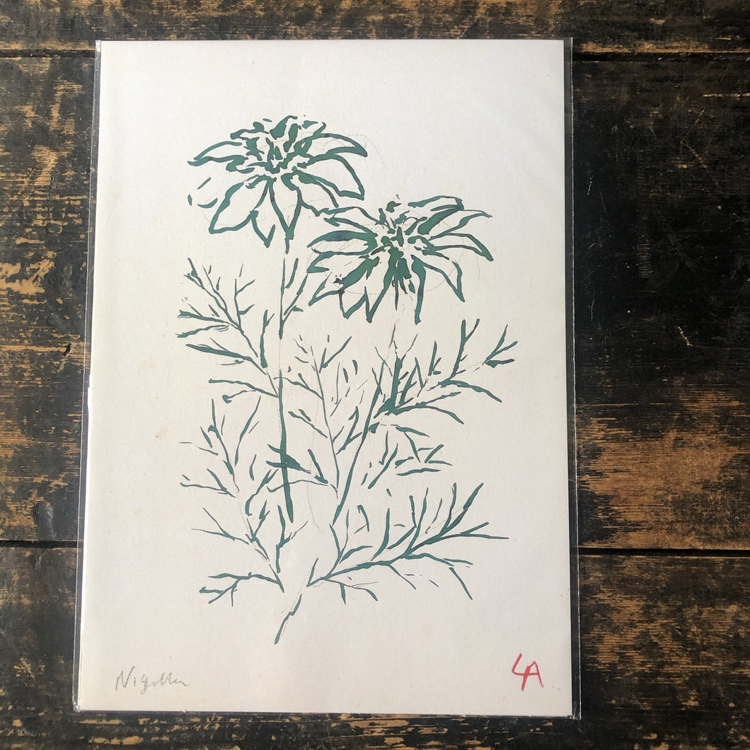 Atelier Auge Nigella Botanical Print